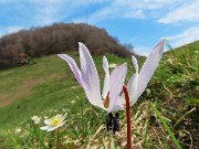 34 Erithronium dens canis - Dente di cane